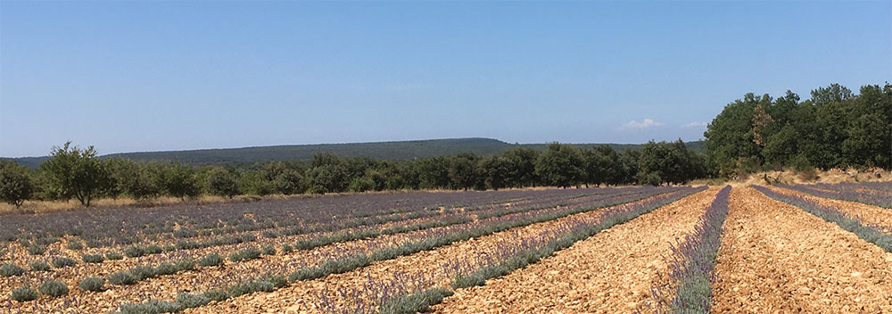 Lavendelfelder im Drôme, Auvergne
