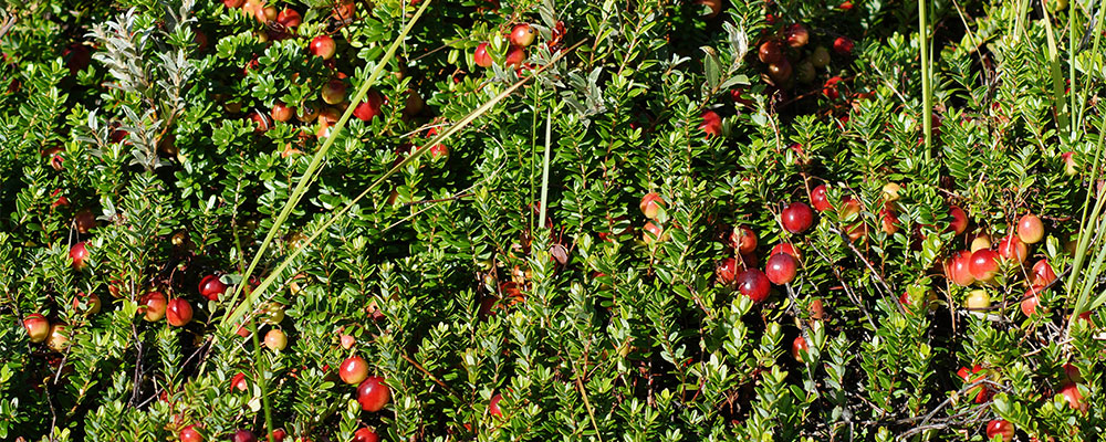 Cranberries auf Terschelling im Sommer – und ganzjährig leckere Cranberry-Konfitüren und mehr