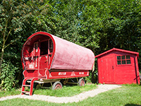 Vreemde Vogel Papagei