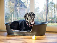 Landal Coldenhove 6p Hund