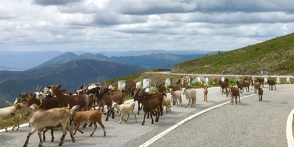 Unterwegs zum Figas do Ermelo