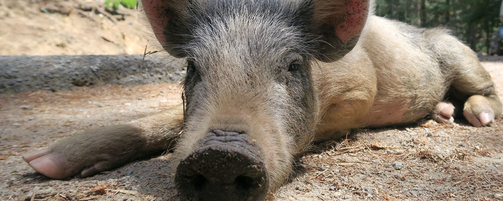 Ein gewöhnliches lebendes Wildschwein Ein gewöhnliches lebendes Wildschwein