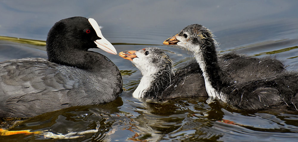 Keine Seeadler aber Bl&auml;&szlig;huhner