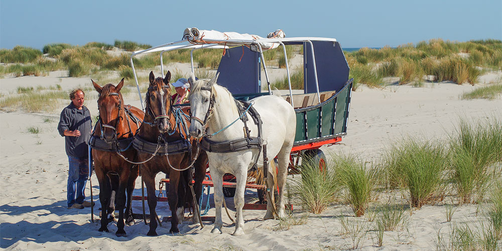 Kutsche fahren auf Terschelling, mit einem Planwagen der Firma Terpstra Kutsche fahren auf Terschelling, mit einem Planwagen der Firma Terpstra