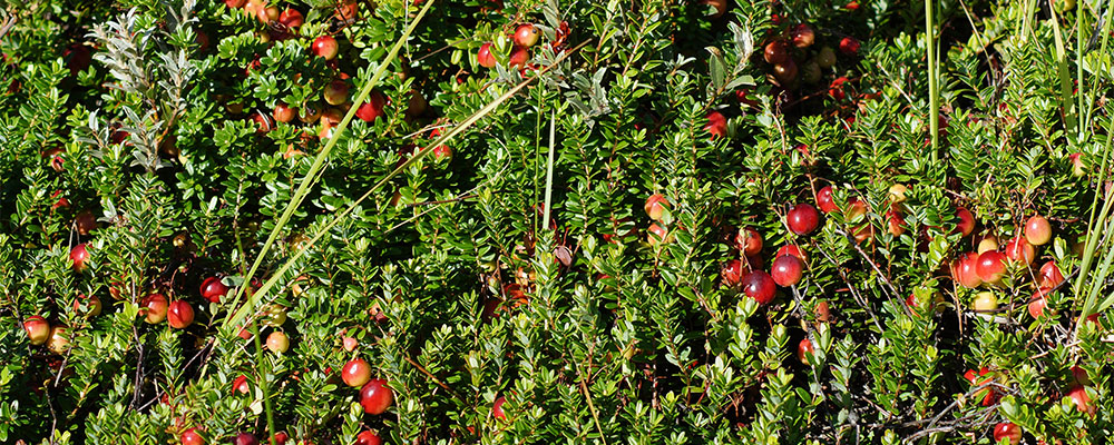 Cranberries auf Terschelling im Sommer – und ganzjährig leckere Cranberry-Konfitüren und mehr Cranberries auf Terschelling im Sommer – und ganzjährig leckere Cranberry-Konfitüren und mehr
