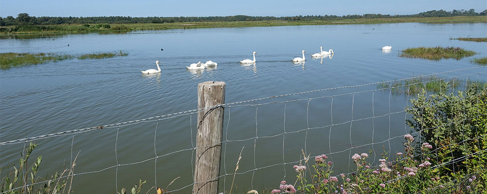  Sumpfgebiet entlang der K&uuml;ste