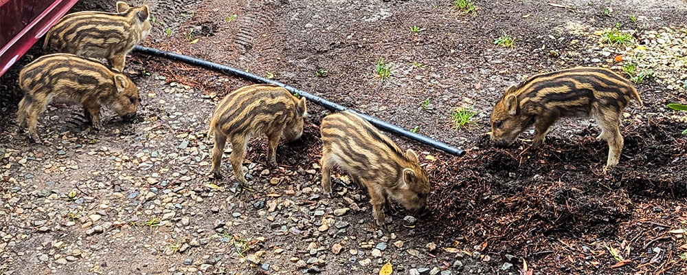 Tiere beobachten so wie diese Frischlinge auf Camping La Pierre Verte