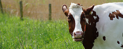 Teil 3 über Ferien in den Niederlanden: Nordholland, Nord-Brabant und Utrecht
