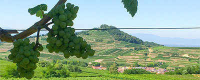 Möchten Sie luxuriös kampieren, aber nicht weit fahren? Go Glamping in Deutschland!