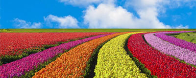 Top 10 Aktivitäten im Bollenstreek – noch viel mehr als Tulpen und Blumenzwiebeln