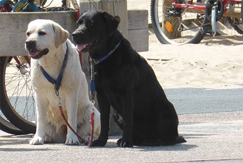 In die Ferien mit Bello und Co