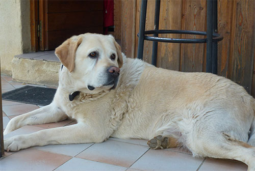 In die Ferien mit Hund