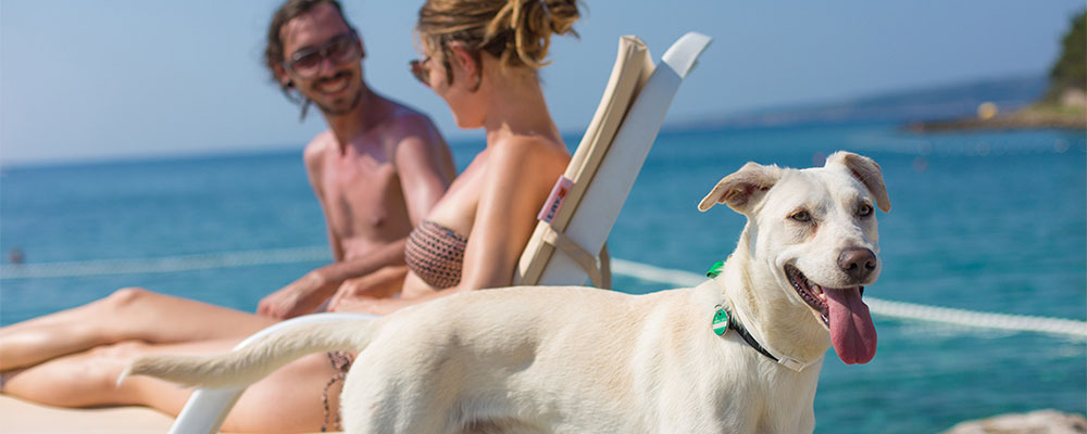 hund am strand Mit hund am Strand