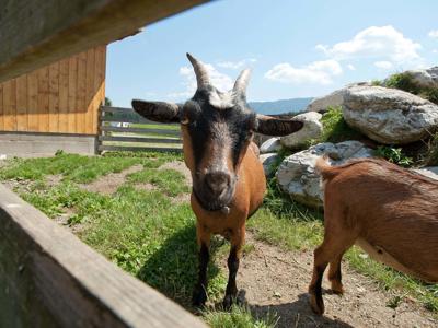 Thumbnail 2 van EuroParcs Hermagor-Nassfeld