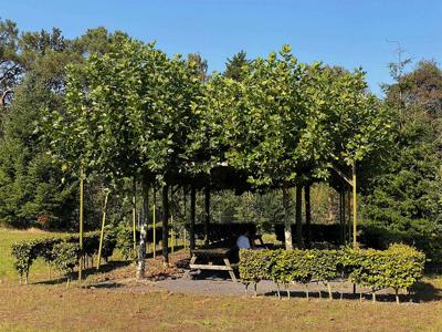 Thumbnail 2 van Summio Bosparc de Hoevenaer