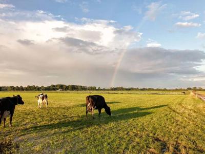 Thumbnail 5 van BoerenBed Hoeve Zeeland