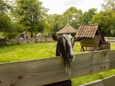 Thumbnail 2 van BoerenBed 't Boshuis