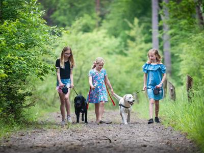 Thumbnail 3 van Torentjeshoek