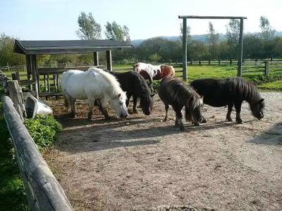 Thumbnail 5 van Rohloff Ferienpark Buschhof