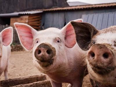 Thumbnail 5 van BoerenBed L’Étable des Mauges en Anjou