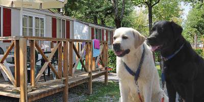 Camping mit Hund